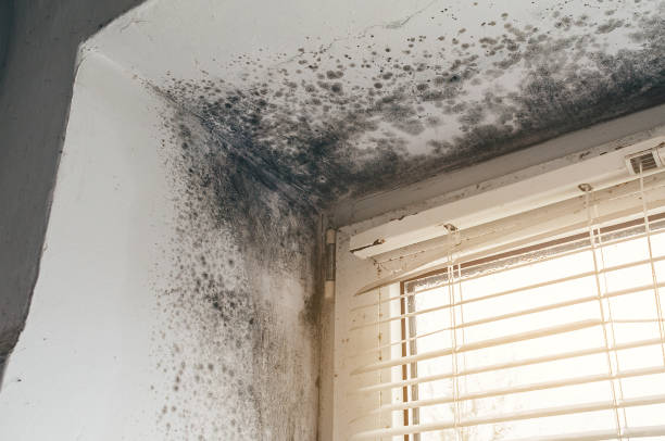 Affordable Mold Cleanup solutions in Bennett, CO
